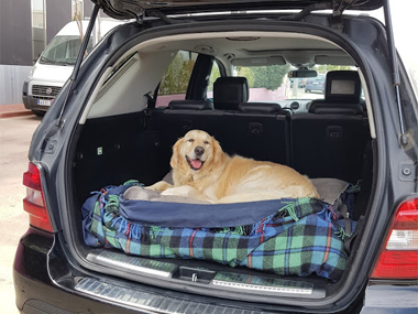 Another happy customer, Alfie.. ready for his return journey to Malaga Golden Retriever in Mercedes ML